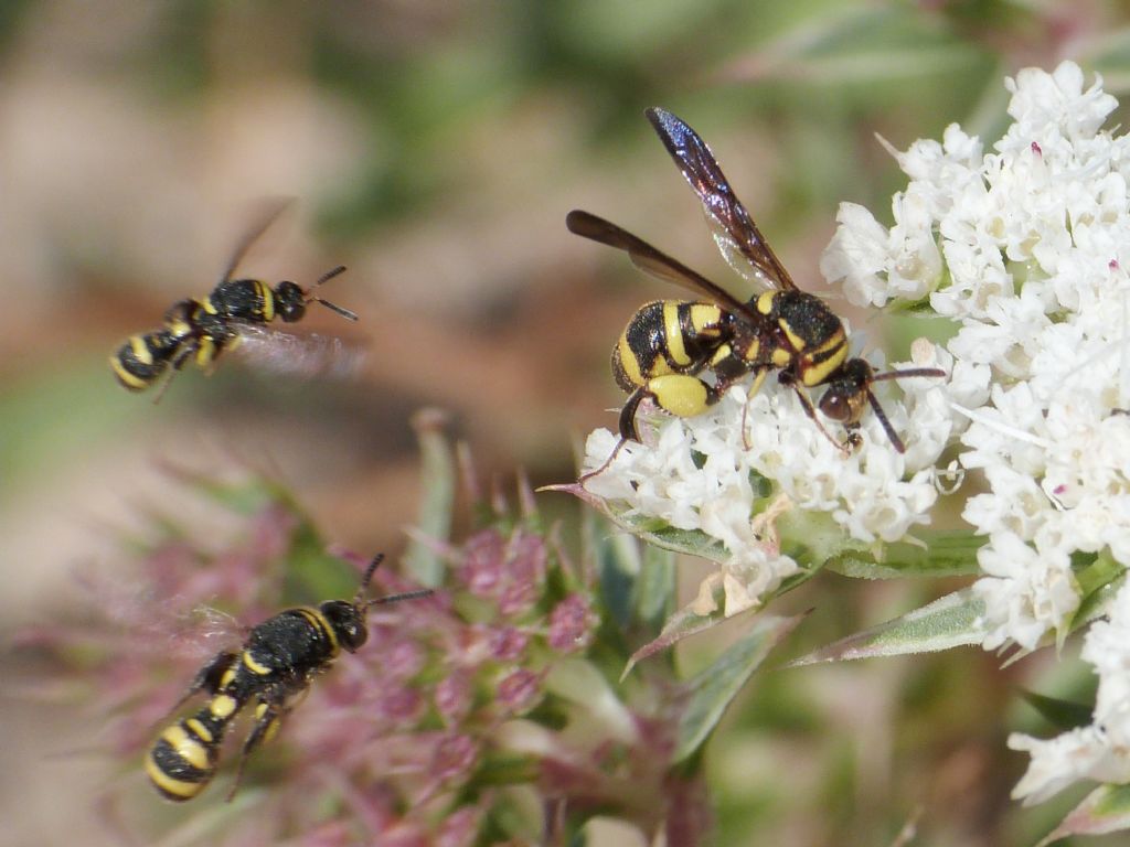 Leucospidae: Leucospis sp. in corteggiamento: Leucospis brevicauda